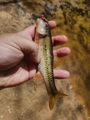 Nocomis leptocephalus