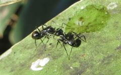 Camponotus arminius