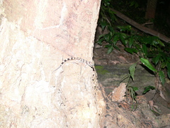 Cyrtodactylus intermedius
