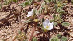 Tiquilia atacamensis