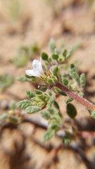 Tiquilia atacamensis