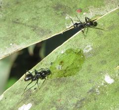 Camponotus arminius
