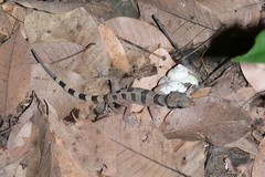 Cyrtodactylus intermedius