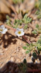 Tiquilia atacamensis