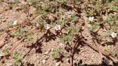 Tiquilia atacamensis