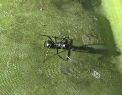 Camponotus arminius