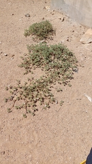 Tiquilia atacamensis