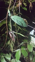 Colpolopha praemorsa