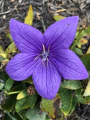 Platycodon