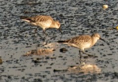 Calidris