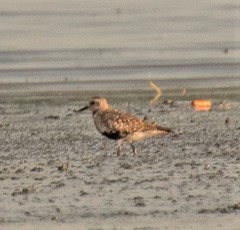 Pluvialis squatarola