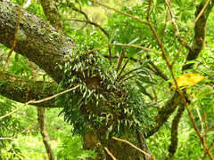 Pholidota cantonensis