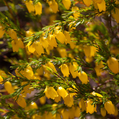 Erica campanularis