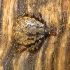 Amblyomma nuttalli
