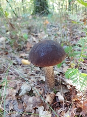 Leccinum scabrum melaneum