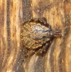 Amblyomma nuttalli