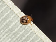 Peltoschema hamadryas