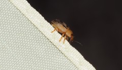 Peltoschema hamadryas