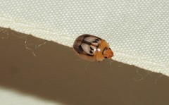 Peltoschema hamadryas