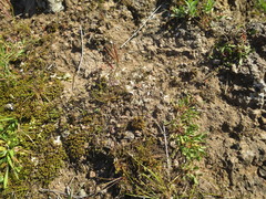 Riccia spongiosula
