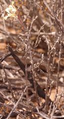 Pelargonium karooicum