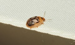 Peltoschema hamadryas