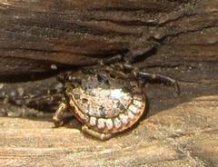 Amblyomma nuttalli