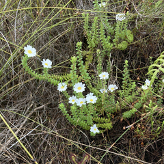 Osmitopsis parvifolia