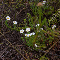 Osmitopsis parvifolia