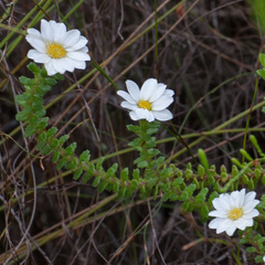 Osmitopsis parvifolia