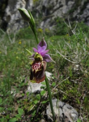 Ophrys fuciflora apulica