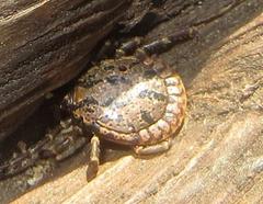 Amblyomma nuttalli