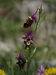 Ophrys fuciflora apulica