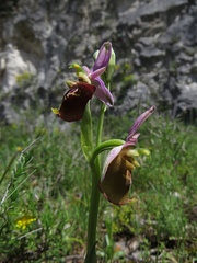 Ophrys fuciflora apulica