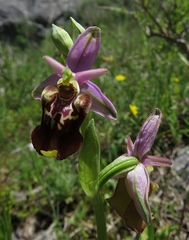 Ophrys fuciflora apulica