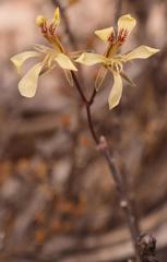 Pelargonium karooicum