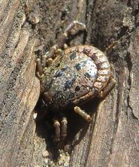 Amblyomma nuttalli