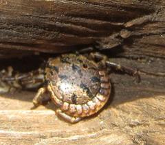 Amblyomma nuttalli