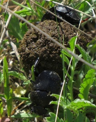 Scarabaeus variolosus