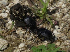 Scarabaeus variolosus