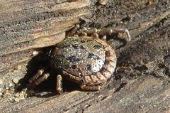 Amblyomma nuttalli