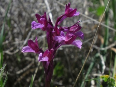 Anacamptis papilionacea