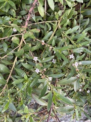 Myoporum parvifolium