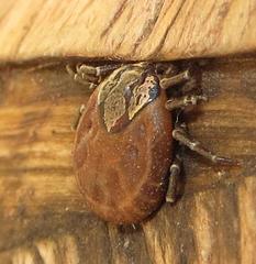 Amblyomma nuttalli