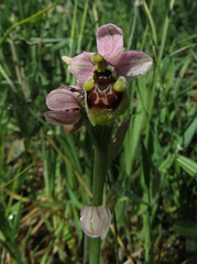 Ophrys tenthredinifera neglecta