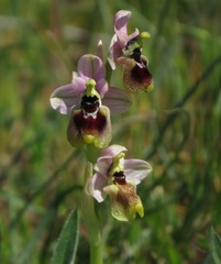 Ophrys tenthredinifera neglecta
