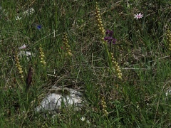 Orchis anthropophora