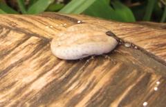 Amblyomma nuttalli
