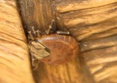 Amblyomma nuttalli