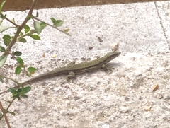 Podarcis muralis